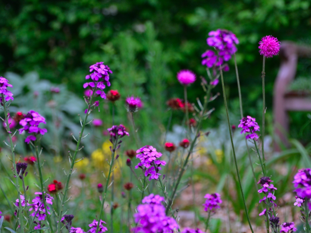 Vierter Tag Jardin de la Cousterie