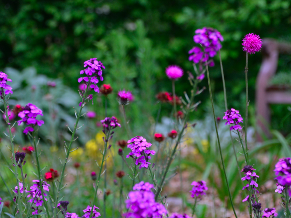 Vierter Tag Jardin de la Cousterie